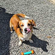 Caline participe au concours pour gagner de l'argent avec cette photo : animal, bone, brown, cute, daylight, dog, ears, gravel, nose, outdoor, pet, playful, shadow, small_dog, standing, sunlight, tail, tongue_out, toy, white
