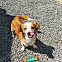 animal, bone, brown, cute, daylight, dog, ears, gravel, nose, outdoor, pet, playful, shadow, small_dog, standing, sunlight, tail, tongue_out, toy, white
