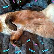 Yona a rejoint le concours — aidez-le/la à gagner de superbes lots ! animal, blanket, cat, colorful, cozy, cute, doodle, fur, indoor, laid_back, pattern, paw, pet, relaxed, resting, siamese, sleeping, soft, texture, whiskers