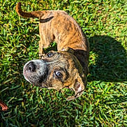Godzilla joined the competition — help win amazing prizes! animal, ball, boxer, bulldog, canine, dog, field, grass, grassland, hound, lawn, nature, outdoors, pet, plant, puppy, sport, tennis, tennisball, vegetation