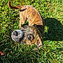animal, ball, boxer, bulldog, canine, dog, field, grass, grassland, hound, lawn, nature, outdoors, pet, plant, puppy, sport, tennis, tennisball, vegetation