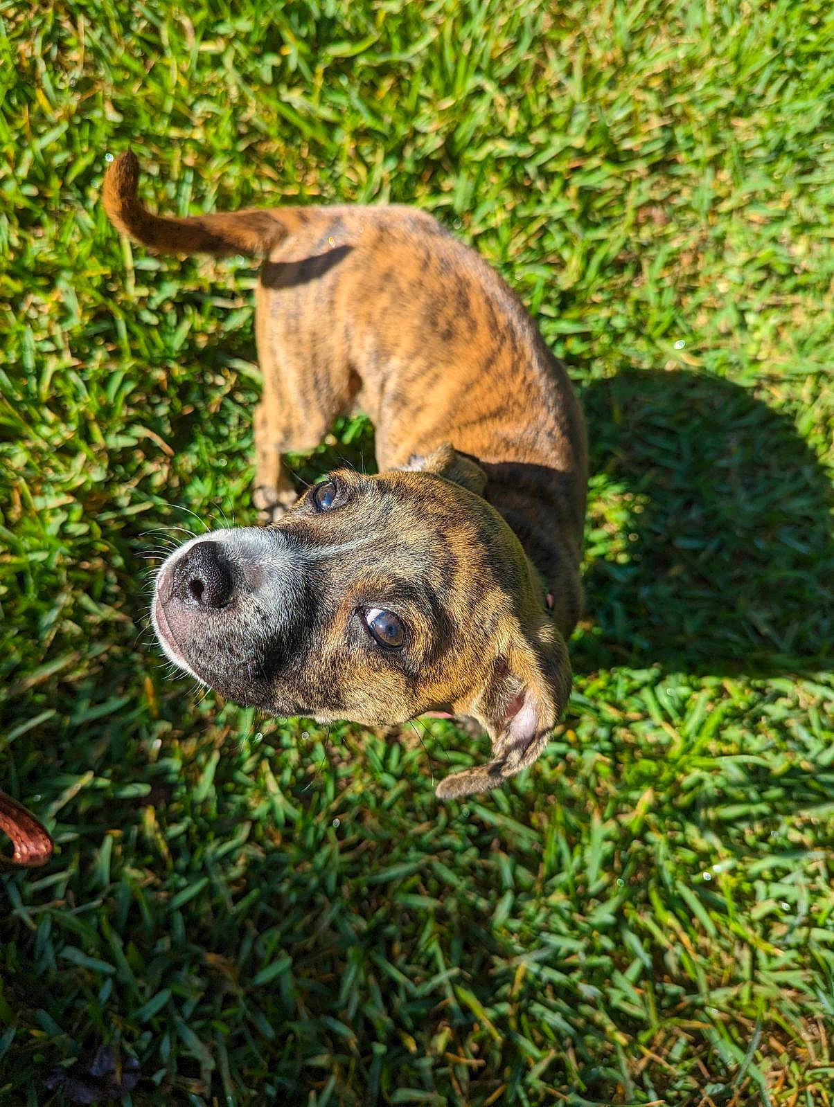 Godzilla joined the competition — help win amazing prizes! animal, ball, boxer, bulldog, canine, dog, field, grass, grassland, hound, lawn, nature, outdoors, pet, plant, puppy, sport, tennis, tennisball, vegetation
