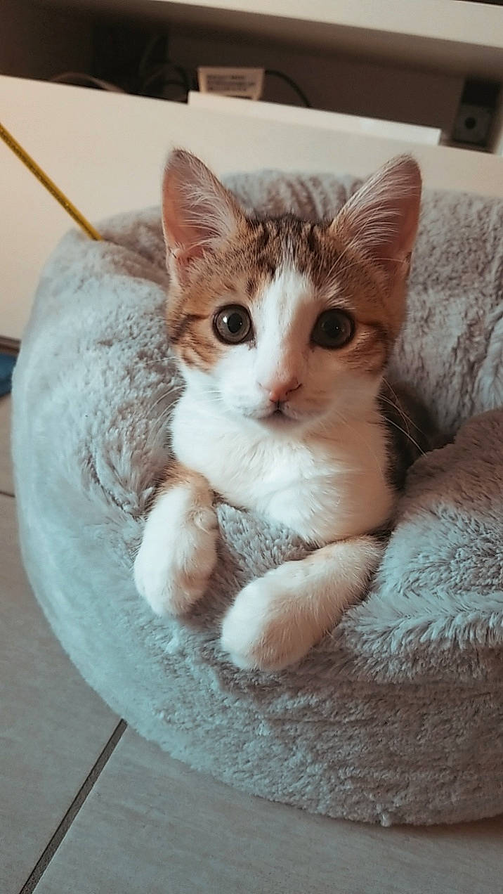 Bibou a rejoint le concours — aidez-le/la à gagner de superbes lots ! box, carnivore, cat, cat_supply, circle, claw, comfort, domestic_short_haired_cat, eye, fawn, felidae, fur, paw, pet_supply, sitting, small_to_medium_sized_cats, snout, tail, whiskers, window