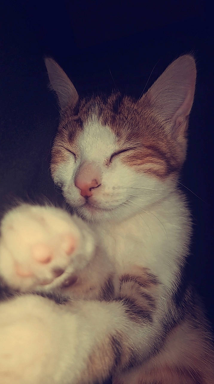 Bibou a rejoint le concours — aidez-le/la à gagner de superbes lots ! carnivore, cat, cloud, comfort, domestic_short_haired_cat, ear, eye, felidae, fur, iris, jaw, meteorological_phenomenon, nose, paw, sky, small_to_medium_sized_cats, snout, tail, whiskers, window