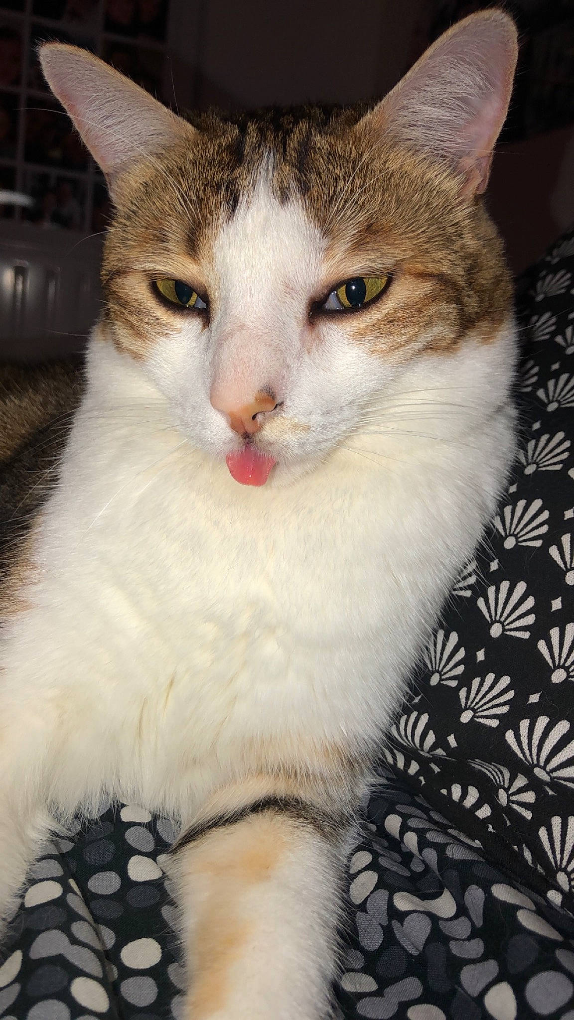 Bibou participe au concours pour gagner de l'argent avec cette photo : carnivore, cat, domestic_short_haired_cat, eye, fawn, felidae, fur, head, paw, small_to_medium_sized_cats, snout, tail, whiskers, window