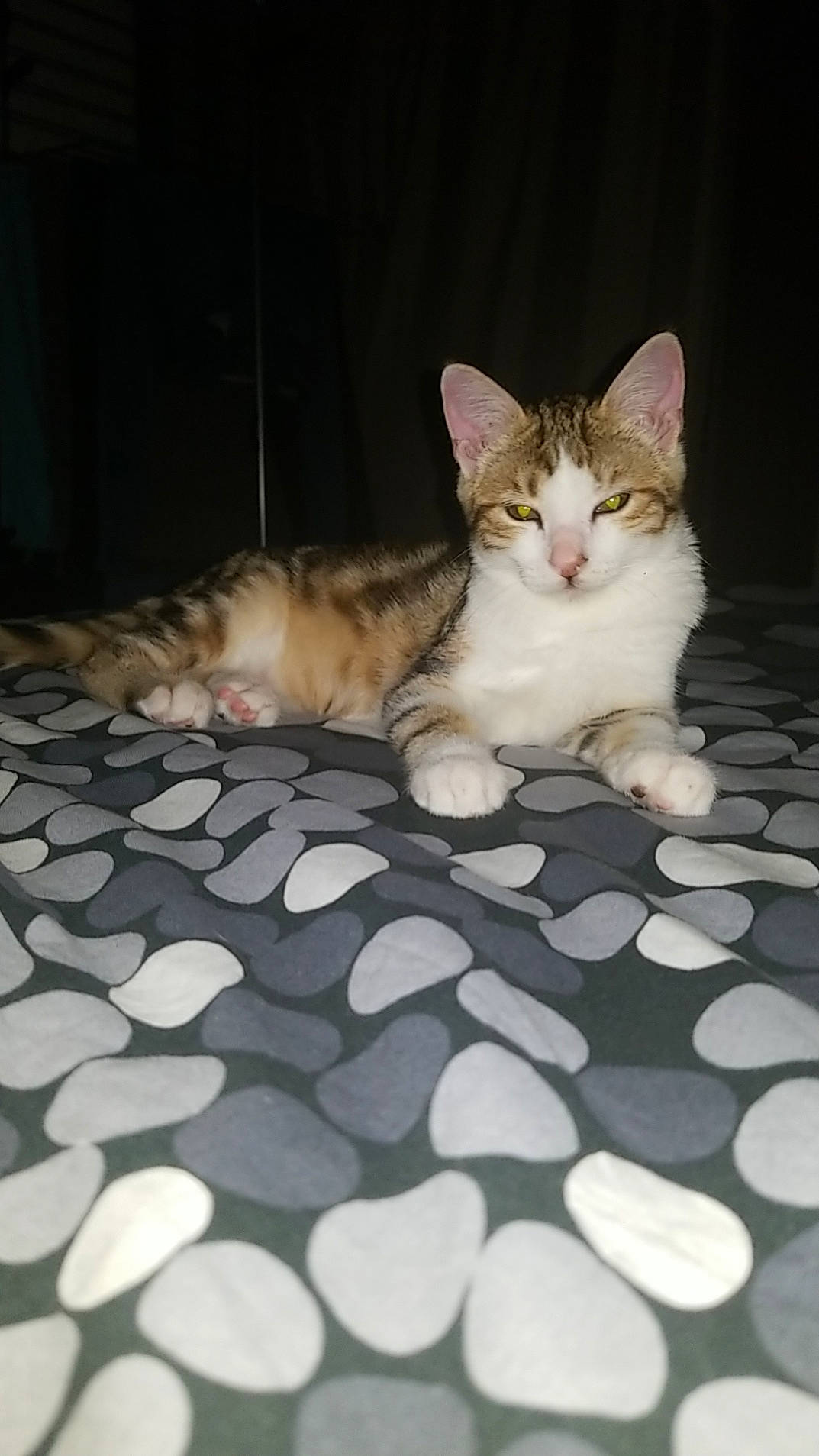 Bibou participe au concours pour gagner de l'argent avec cette photo : carnivore, carpet, cat, claw, comfort, domestic_short_haired_cat, fawn, felidae, floor, flooring, foot, fur, hardwood, paw, sitting, small_to_medium_sized_cats, snout, tail, whiskers, wood