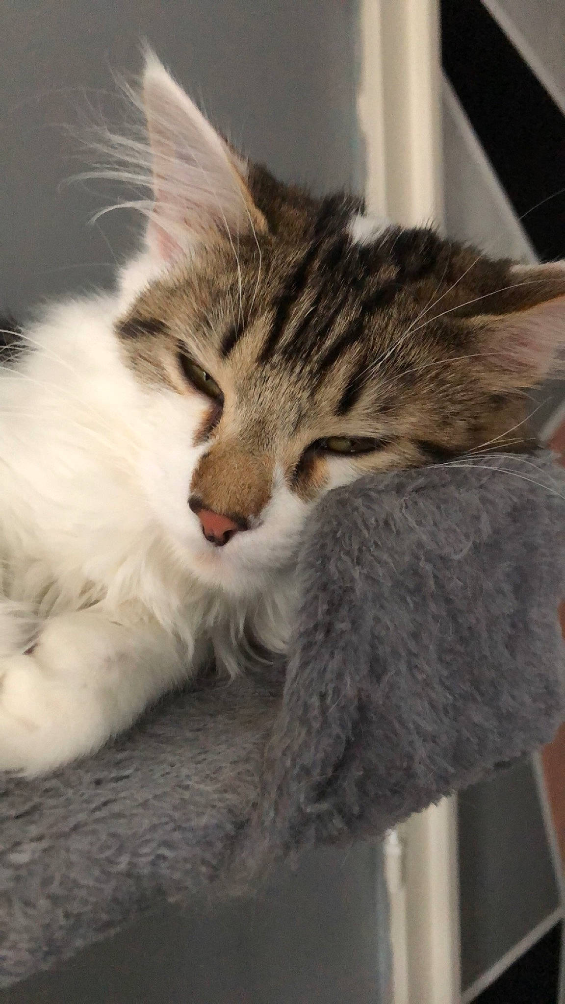 Kinaï a rejoint le concours — aidez-le/la à gagner de superbes lots ! carnivore, cat, claw, comfort, domestic_short_haired_cat, felidae, fur, nap, paw, sleep, small_to_medium_sized_cats, snout, tail, terrestrial_animal, whiskers, wildlife