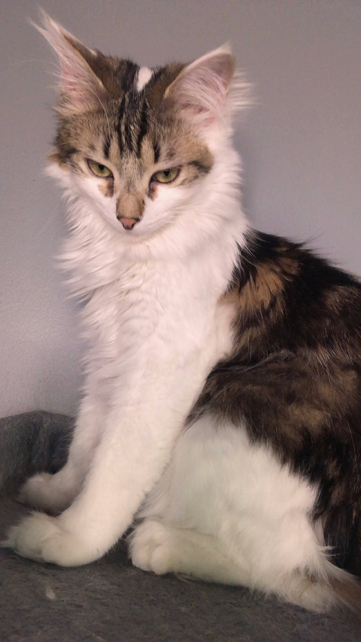 Kinaï participe au concours pour gagner de l'argent avec cette photo : carnivore, cat, claw, comfort, domestic_short_haired_cat, felidae, foot, fur, iris, paw, sitting, small_to_medium_sized_cats, snout, tail, terrestrial_animal, whiskers