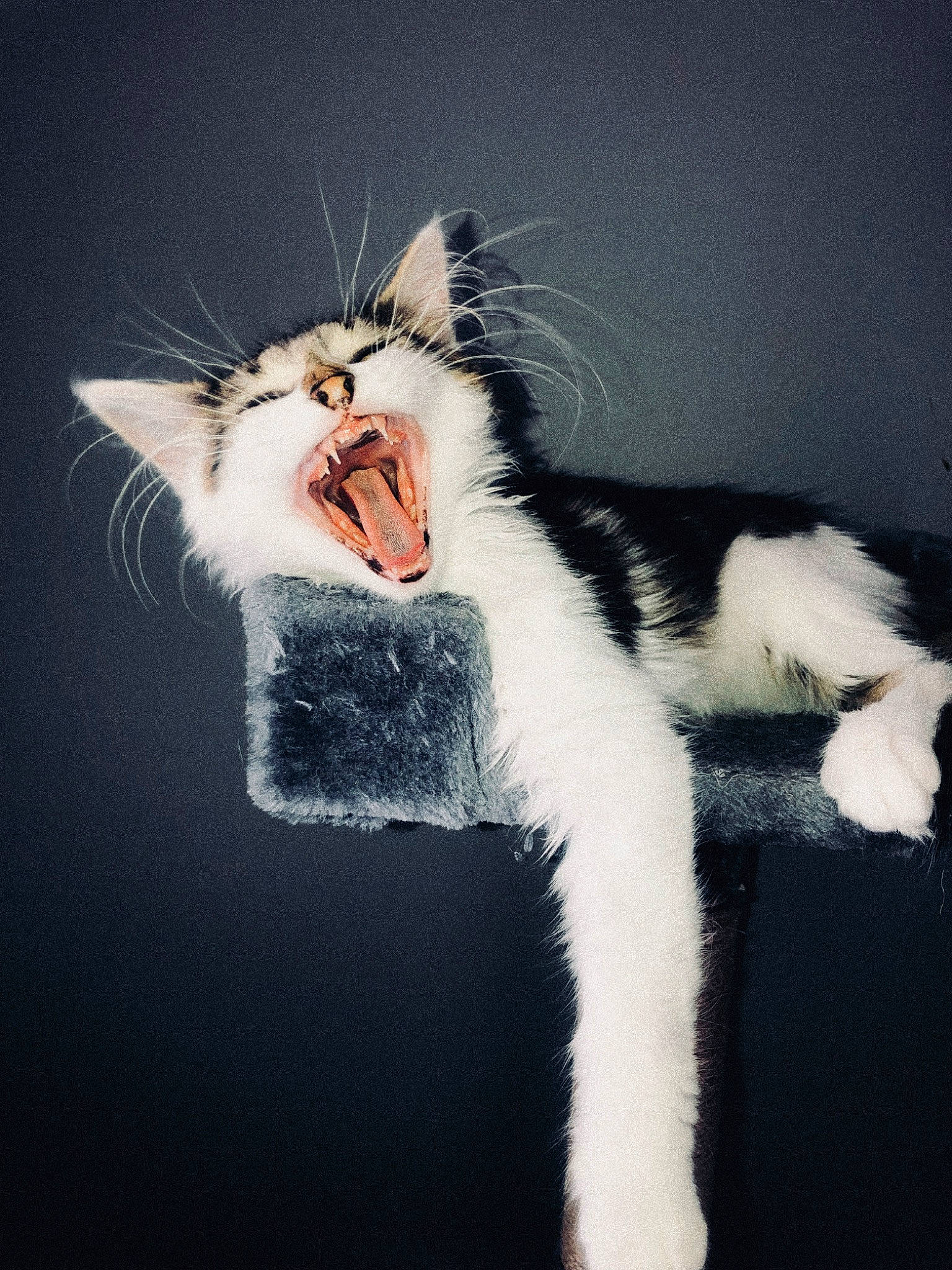 Kinaï participe au concours pour gagner de l'argent avec cette photo : art, beauty, carnivore, cat, claw, fang, felidae, flash_photography, gesture, macro_photography, organism, paw, shout, small_to_medium_sized_cats, snout, tail, tooth, vertebrate, whiskers, yawn