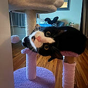Theo joined the competition — help win amazing prizes! animal, black_and_white, cat, cat_tree, cozy, curious, ears, feline, furniture, home, indoor, looking, pet, playful, purple, scratching_post, upside_down, whiskers, wide_eyes, wooden_floor