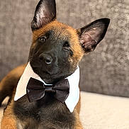 Loukï a rejoint le concours — aidez-le/la à gagner de superbes lots ! dog, puppy, belgian_malinois, bow_tie, formalwear, collar, portrait, close_up, sitting, winking, adorable, brown_fur, black_mask, large_ears, indoor, couch, soft_lighting, bokeh, pet, funny