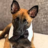 Loukï a rejoint le concours — aidez-le/la à gagner de superbes lots ! puppy, dog, belgian_malinois, brown_fur, black_mask, pointed_ears, bow_tie, white_collar, formalwear, portrait, close_up, sitting, indoors, soft_lighting, shallow_depth_of_field, blurred_background, couch, pet, cute, alert