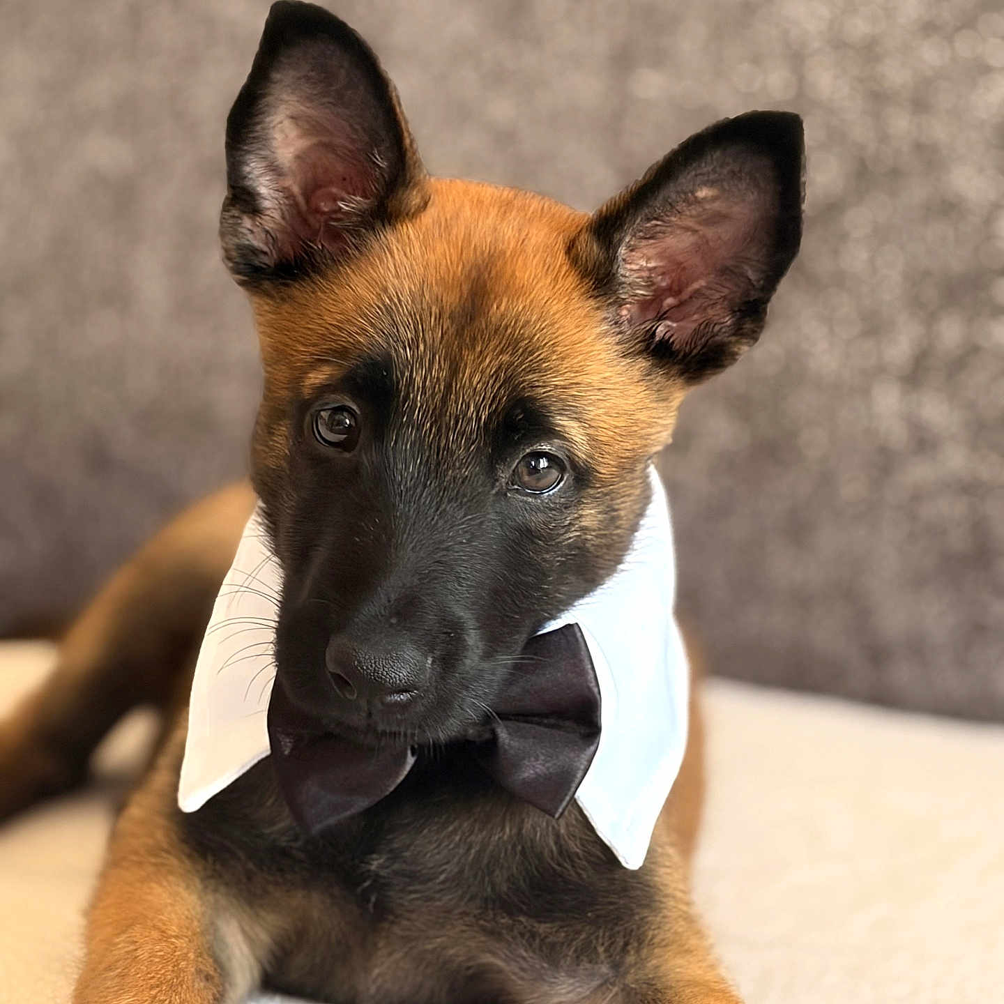 Loukï a rejoint le concours — aidez-le/la à gagner de superbes lots ! puppy, dog, belgian_malinois, brown_fur, black_mask, pointed_ears, bow_tie, white_collar, formalwear, portrait, close_up, sitting, indoors, soft_lighting, shallow_depth_of_field, blurred_background, couch, pet, cute, alert