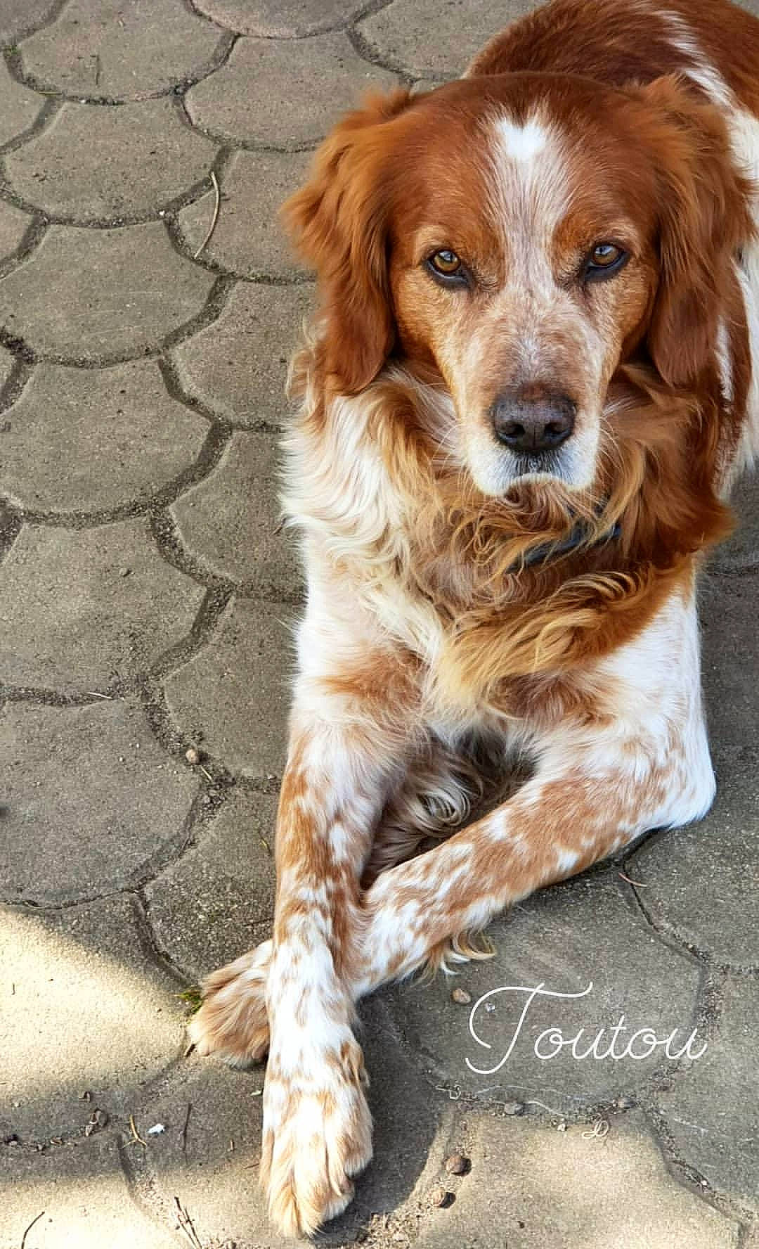 Horace participe au concours pour gagner de l'argent avec cette photo : brittany, canidae, carnivore, companion_dog, dog, dog_breed, english_setter, french_spaniel, german_spaniel, irish_red_and_white_setter, irish_setter, kooikerhondje, mammal, rare_breed_dog, russian_spaniel, setter, spaniel, sporting_group, vertebrate, welsh_springer_spaniel