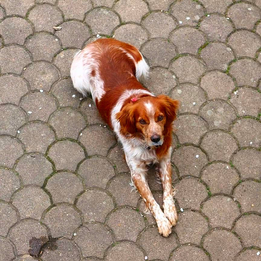 Horace a rejoint le concours — aidez-le/la à gagner de superbes lots ! brittany, canidae, carnivore, cavalier_king_charles_spaniel, companion_dog, dog, dog_breed, french_spaniel, irish_red_and_white_setter, king_charles_spaniel, mammal, pointing_breed, russian_spaniel, spaniel, sporting_group, welsh_springer_spaniel