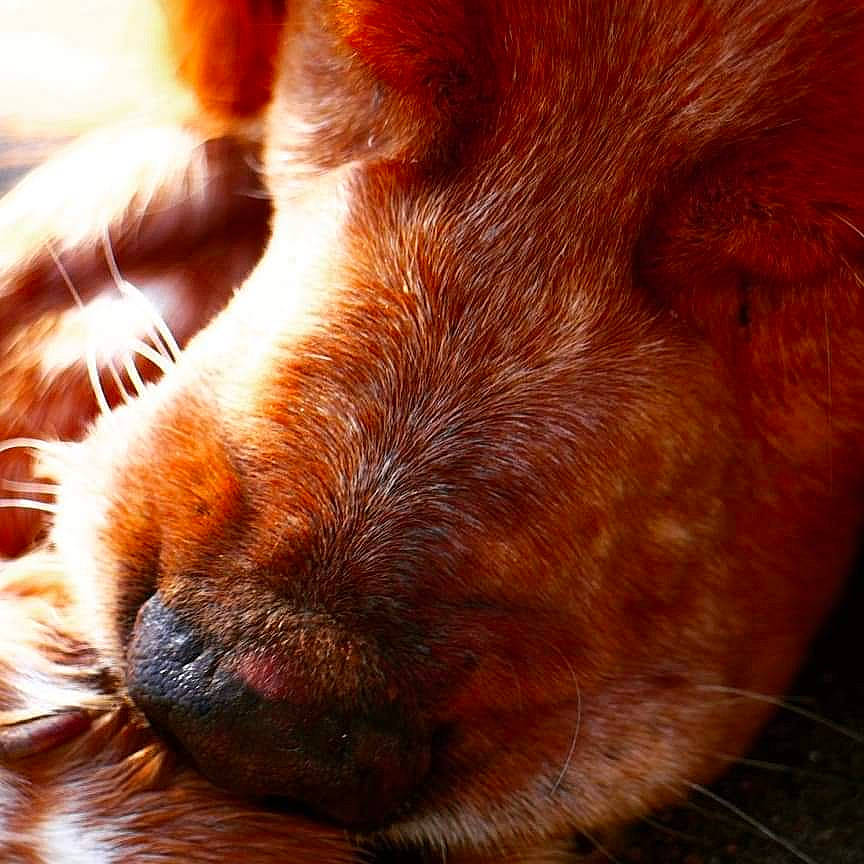 Horace a rejoint le concours — aidez-le/la à gagner de superbes lots ! canidae, carnivore, close_up, dog, dog_breed, ear, fawn, fur, mouth, nose, paw, snout, sporting_group, whiskers