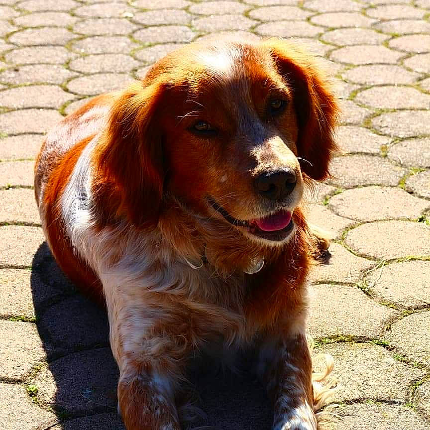 Horace participe au concours pour gagner de l'argent avec cette photo : brittany, canidae, carnivore, companion_dog, dog, dog_breed, english_setter, french_spaniel, german_longhaired_pointer, irish_red_and_white_setter, irish_setter, liver, mammal, picardy_spaniel, rare_breed_dog, setter, snout, spaniel, sporting_group, vertebrate