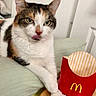 cat, calico_cat, pet, animal, feline, white_fur, orange_fur, black_fur, green_eyes, pink_nose, whiskers, ears, paw, sitting, indoor, couch, table, fast_food, french_fries, mcdonalds