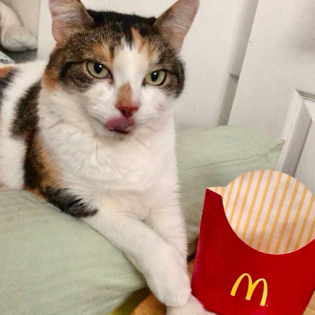 Patches joined the competition — help win amazing prizes! cat, calico_cat, pet, animal, feline, white_fur, orange_fur, black_fur, green_eyes, pink_nose, whiskers, ears, paw, sitting, indoor, couch, table, fast_food, french_fries, mcdonalds