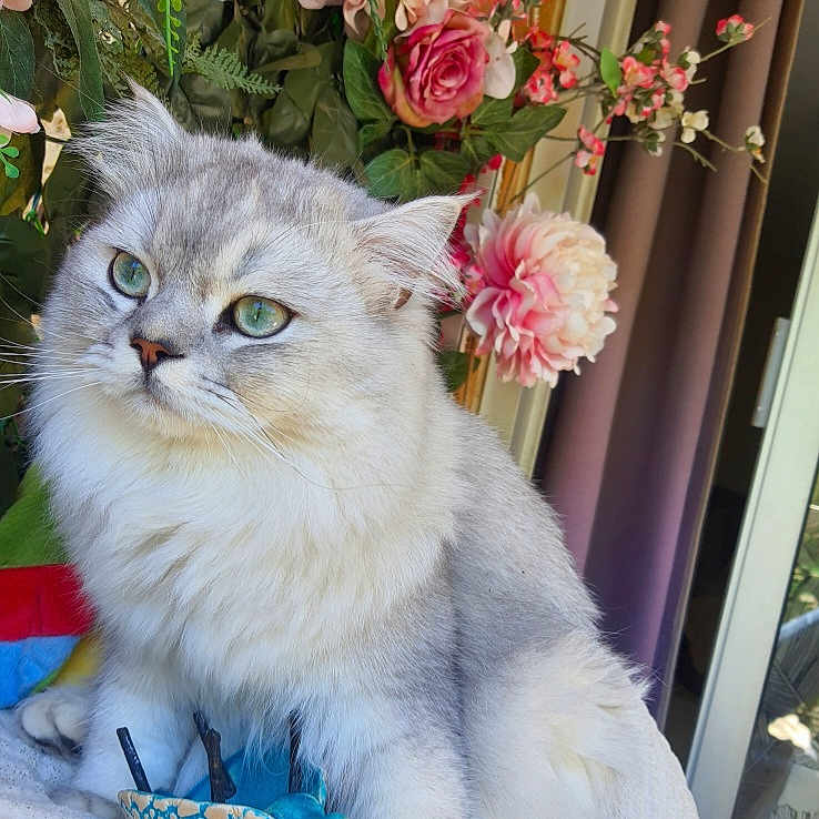 Tao participe au concours pour gagner de l'argent avec cette photo : abyssinian, angora, animal, art, carnation, cat, dahlia, floraldesign, flower, flowerarrangement, flowerbouquet, geranium, ikebana, kitten, peony, pet, petal, plant, pottedplant, rose