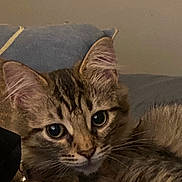 Mabel is registered to the contest to win money with this photo: bed, cat, close_up, cuddly, curious, cute, domestic_cat, ears, eyes, fur, indoor, kitten, pet, pillow, portrait, relaxed, striped, tabby, whiskers, young