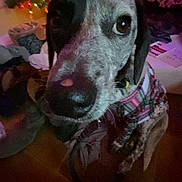 Commit is registered to the contest to win money with this photo: dog, plaid_sweater, close_up, indoor, christmas_tree, lights, decorations, pet, animal, blur, grainy, cozy, furniture, floor, holiday, festive, brown_eyes, black_nose, spotty_fur, winter_clothing