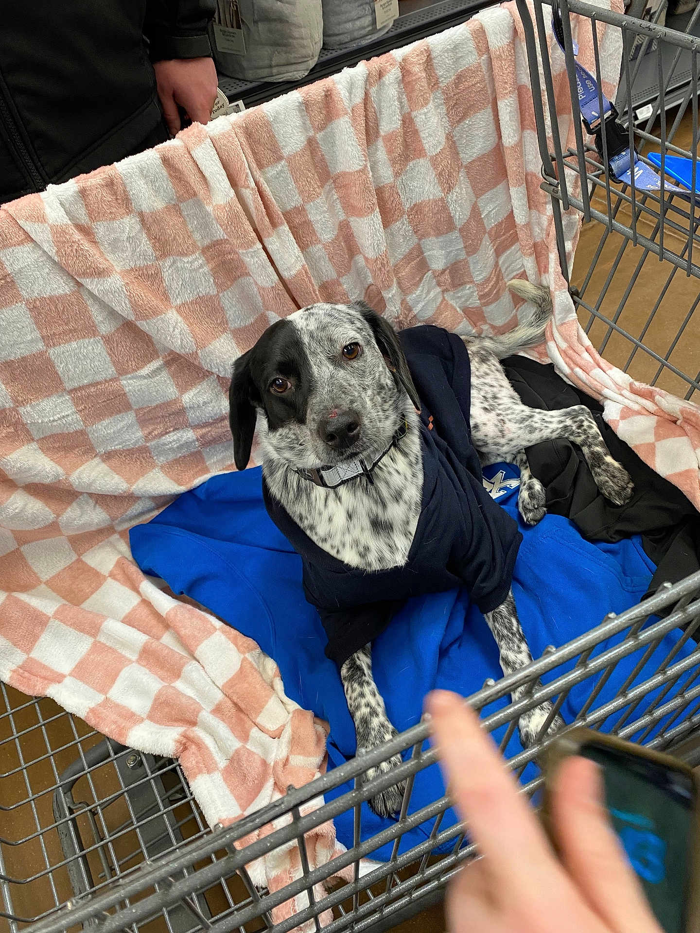 Commit is registered to the contest to win money with this photo: dog, shopping_cart, blanket, clothing, blue_blanket, checkered_blanket, black_and_white, pet, indoor, floor, hand, phone, candid, resting, animal, casual, comfort, furniture, store, person