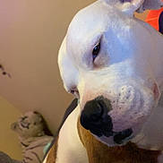 Babygirl joined the competition — help win amazing prizes! dog, white_dog, brown_dog, close_up, pet, indoor, stuffed_toy, tiger_toy, blurred_background, animal, face, relaxed, person_arm, cozy, companion, friendship, domestic, cute, calm, furry