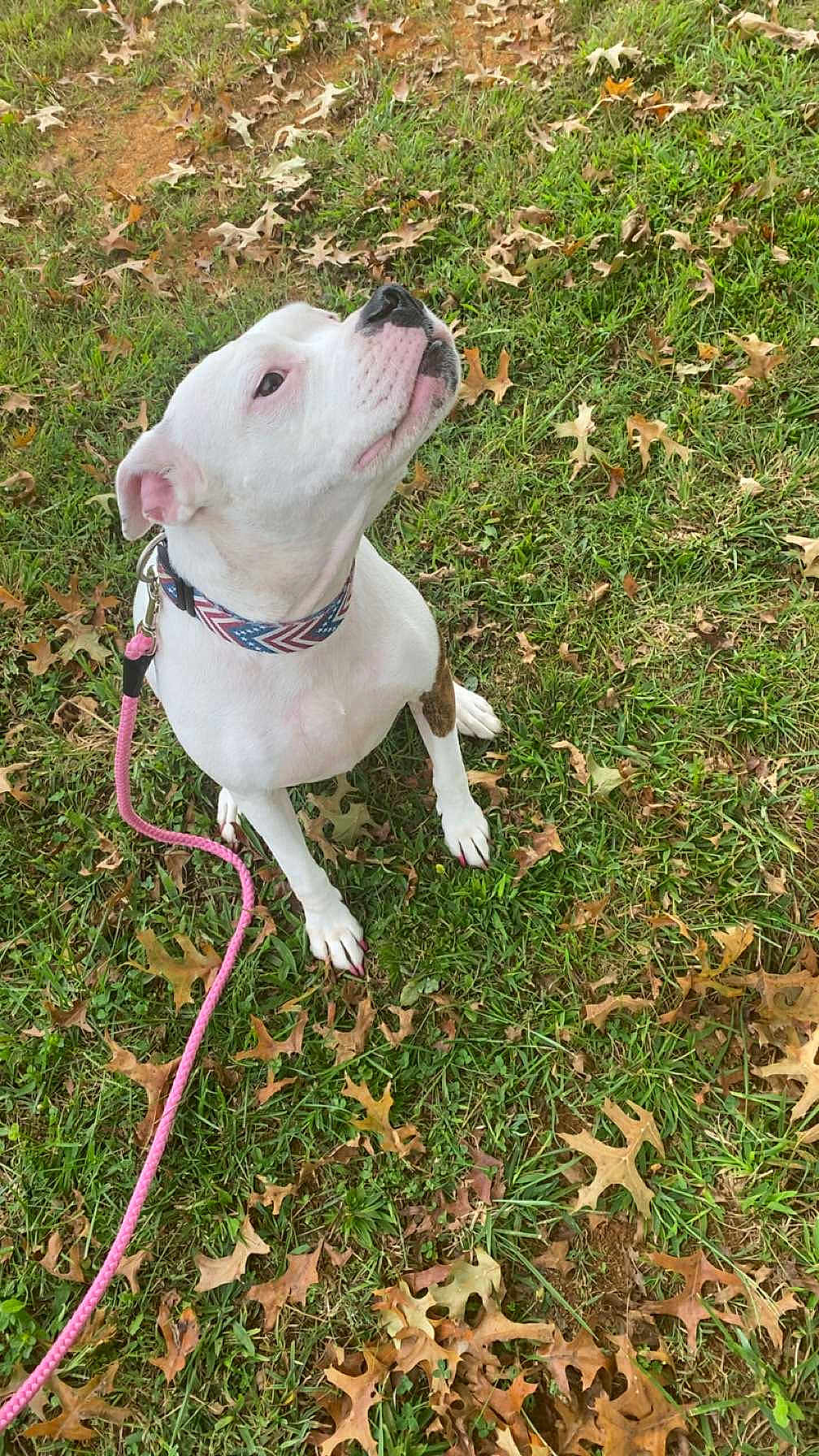 Babygirl is registered to the contest to win money with this photo: dog, white_dog, collar, leash, grass, leaves, autumn, outdoor, pet, canine, sitting, nature, animal, looking_up, daylight, ground, ears, nose, paw, fur