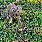 Polly joined the competition — help win amazing prizes! dog, grass, leaves, outdoor, nature, animal, scruffy, brown_fur, fall, ground, playful, pet, canine, small_dog, alert, sunlight, scattered, autumn, field, texture