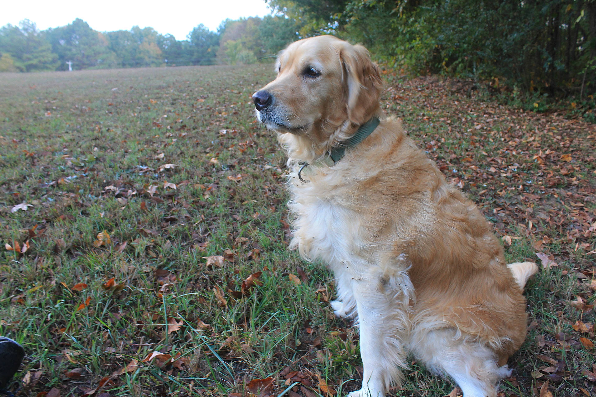 Sasha joined the competition — help win amazing prizes! accessories, animal, canine, cockerspaniel, dog, field, goldenretriever, grass, grassland, hound, labradorretriever, lawn, nature, outdoors, pet, plant, puppy, strap, terrier