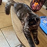 Poupounet participe au concours pour gagner de l'argent avec cette photo : cat, fluffy_cat, long_hair, gray_fur, black_fur, pet, animal, stretching, lying_down, table, wooden_table, coffee_table, candle, lantern, living_room, indoor, tile_floor, home, cozy, photography