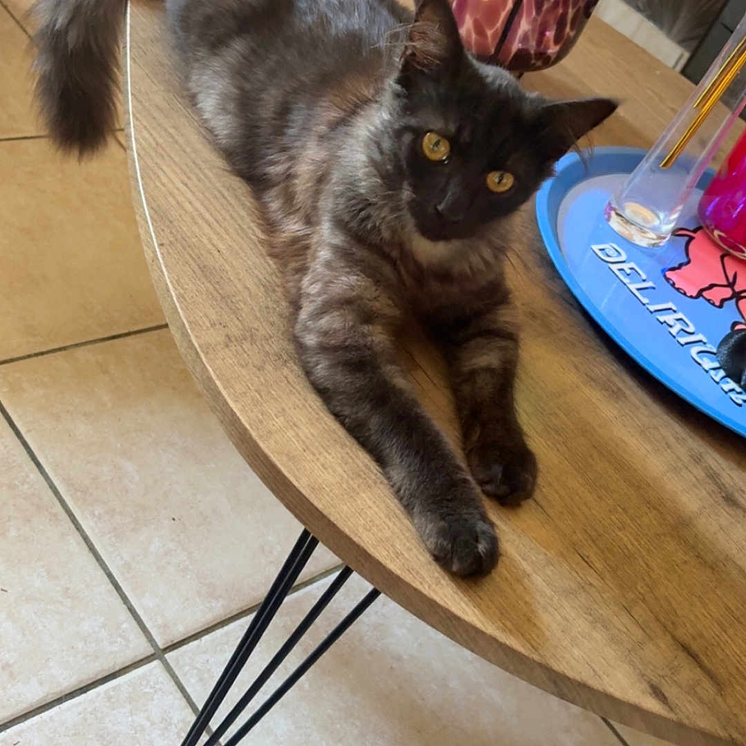 Poupounet participe au concours pour gagner de l'argent avec cette photo : cat, kitten, fluffy, long_hair, gray_fur, black_fur, golden_eyes, animal, pet, feline, lying_down, lounging, wooden_table, coffee_table, indoor, home, tile_floor, glass, tray, portrait