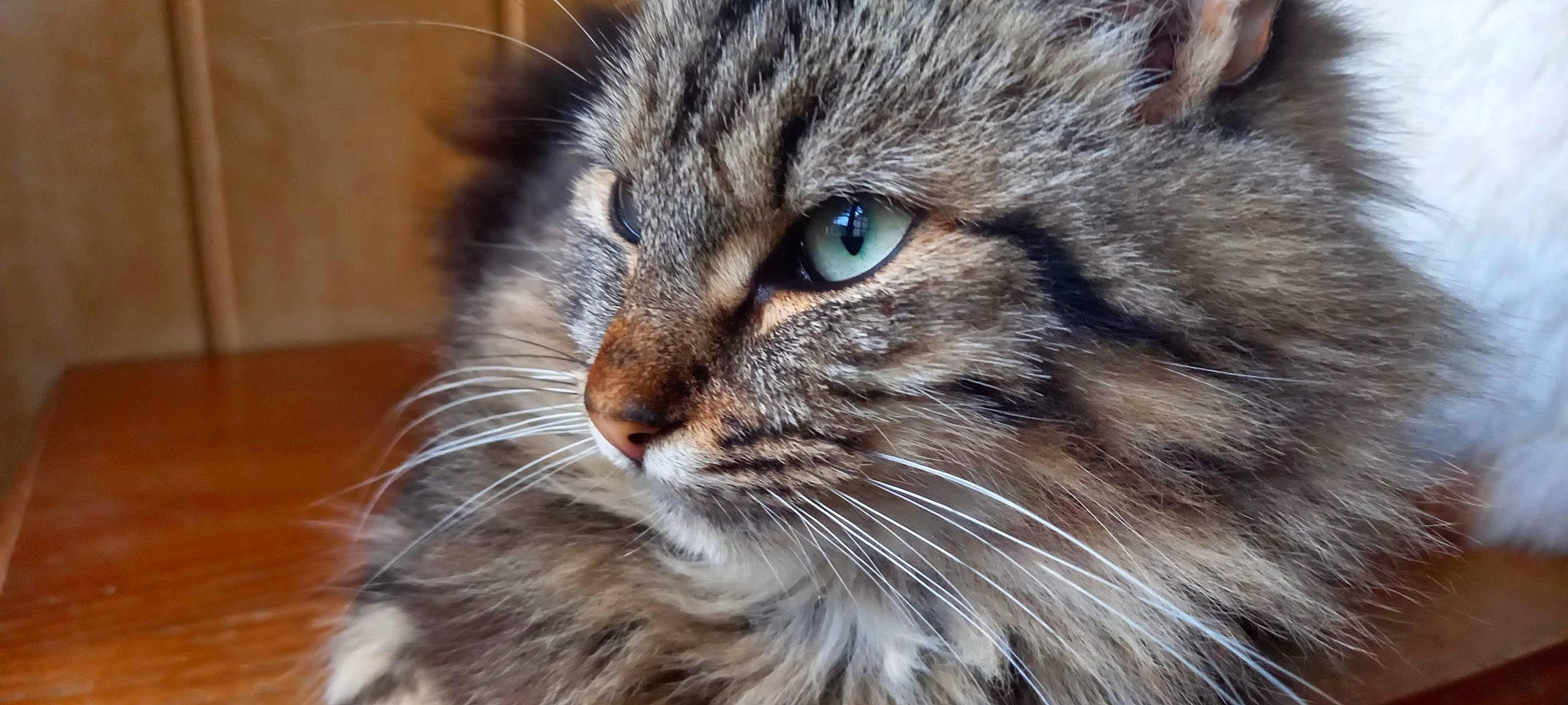 Félix a rejoint le concours — aidez-le/la à gagner de superbes lots ! carnivore, cat, domestic_short_haired_cat, felidae, fur, iris, maine_coon, siberian, small_to_medium_sized_cats, snout, terrestrial_animal, whiskers, wildlife