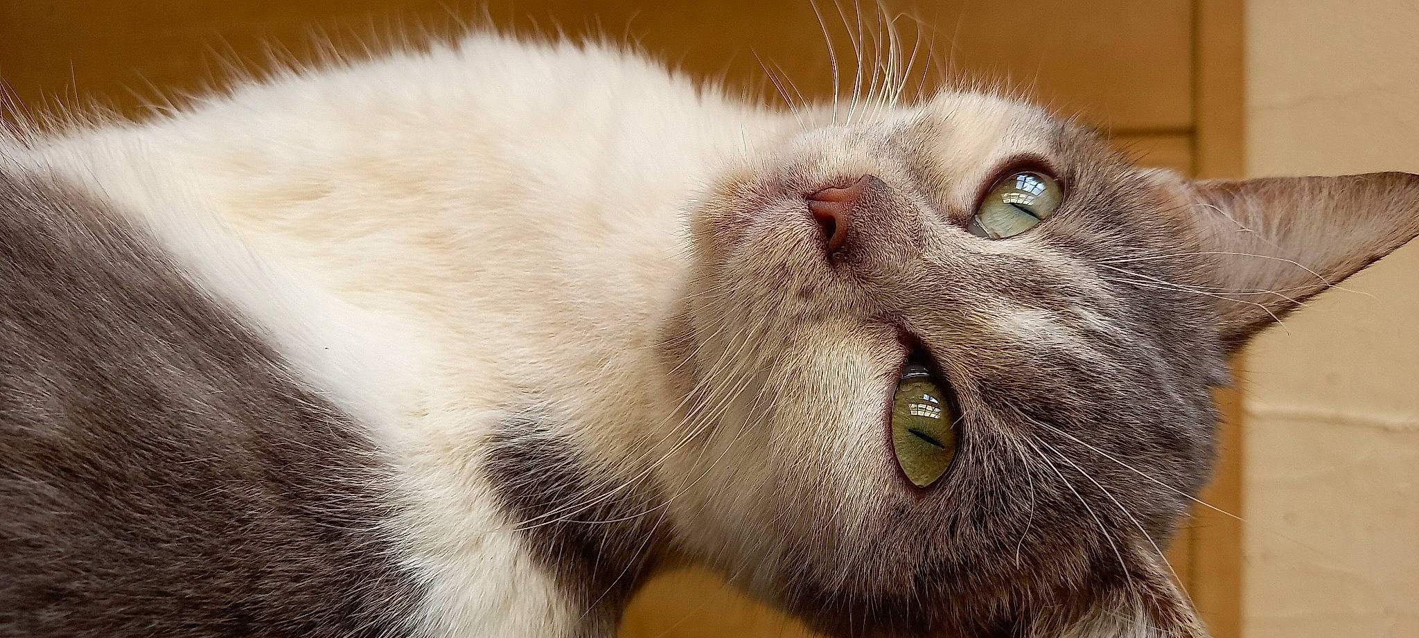 Alba participe au concours pour gagner de l'argent avec cette photo : carnivore, cat, close_up, domestic_short_haired_cat, ear, felidae, fur, small_to_medium_sized_cats, snout, terrestrial_animal, whiskers