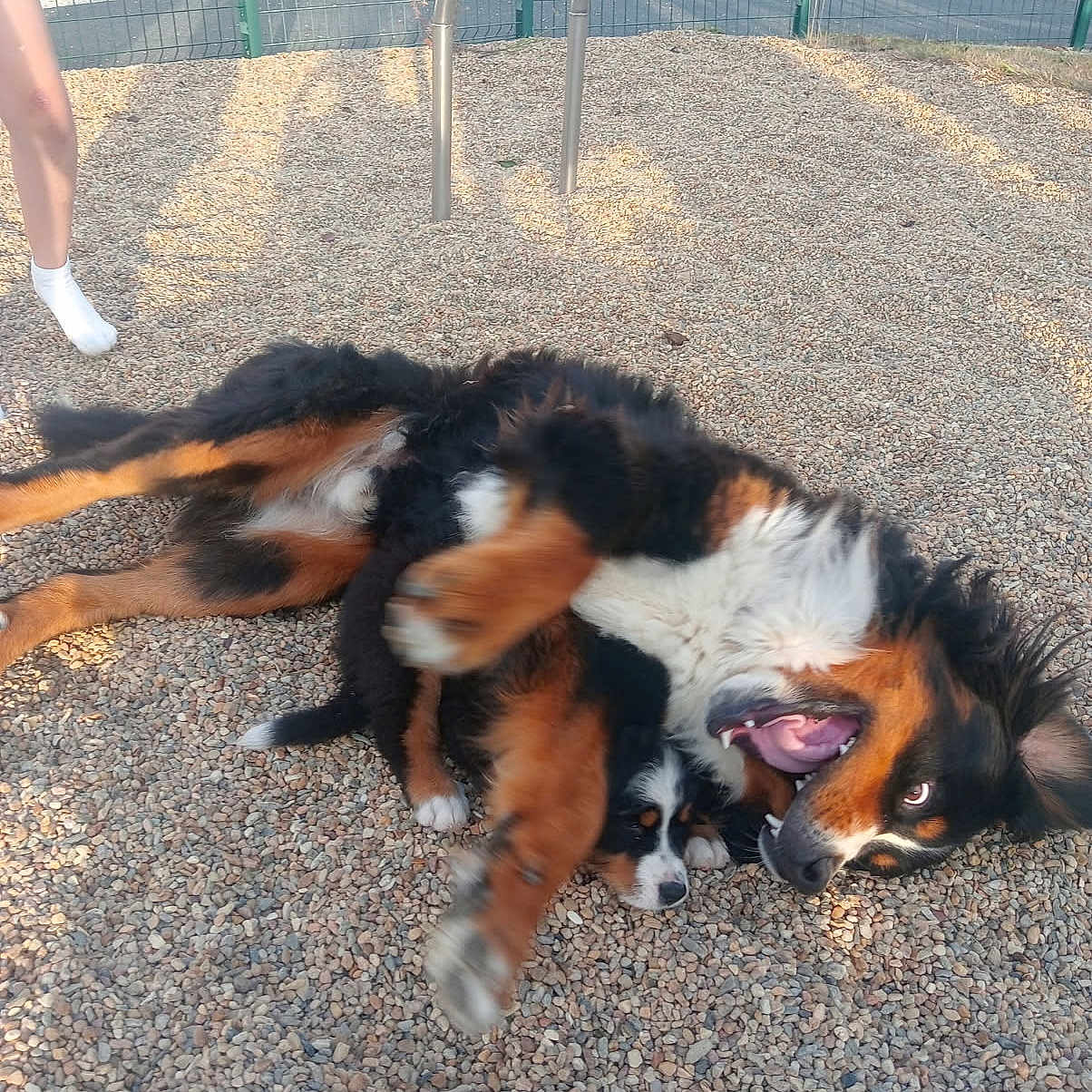 Vasko participe au concours pour gagner de l'argent avec cette photo : animal, black, brown, canine, daylight, dog, fence, fur, gravel, leg, mouth, outdoor, pet, play, playful, puppy, rolling, shadow, tongue, white