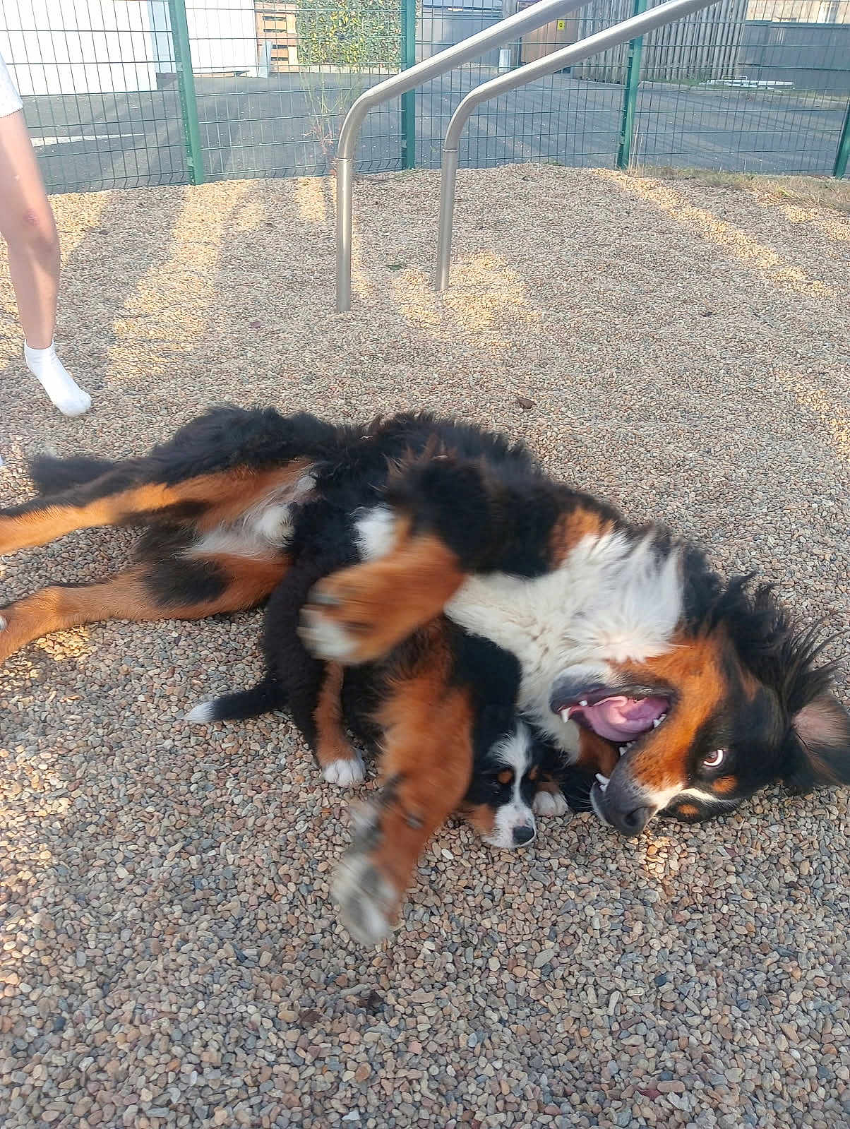 Vasko participe au concours pour gagner de l'argent avec cette photo : dog, playful, puppy, gravel, outdoor, fence, pet, canine, black, brown, white, animal, rolling, play, leg, shadow, daylight, tongue, mouth, fur