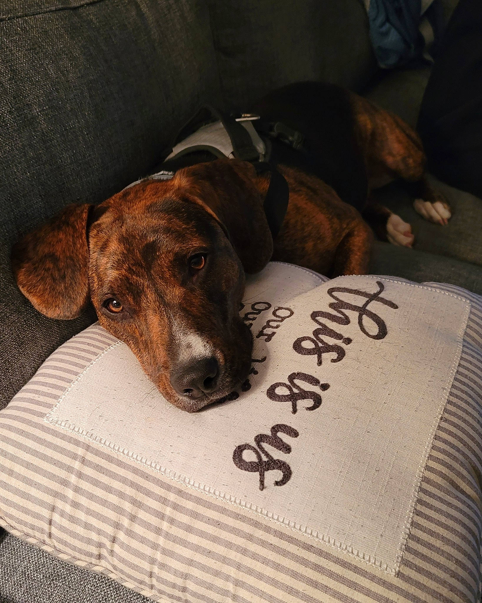 Snoop joined the competition — help win amazing prizes! brown, carnivore, comfort, companion_dog, dog, dog_breed, dog_supply, fawn, flooring, fur, linens, liver, pet_supply, sporting_group, terrestrial_animal, whiskers, wood, working_animal