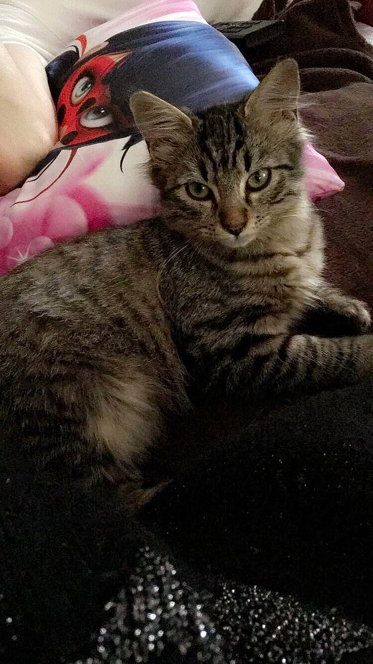 Comète a rejoint le concours — aidez-le/la à gagner de superbes lots ! aegean_cat, american_shorthair, american_wirehair, asian, california_spangled, carnivore, cat, domestic_short_haired_cat, dragon_li, egyptian_mau, european_shorthair, felidae, kitten, mammal, pixie_bob, small_to_medium_sized_cats, snout, tabby_cat, vertebrate, whiskers