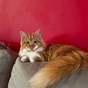 Sydney participe au concours pour gagner de l'argent avec cette photo : cat, orange_cat, fluffy, long_hair, couch, indoor, pet, relaxed, feline, tail, red_wall, gray_couch, animal, domestic_animal, portrait, resting, cute, household, furry, whiskers
