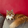 cat, orange_cat, fluffy, long_hair, couch, indoor, pet, relaxed, feline, tail, red_wall, gray_couch, animal, domestic_animal, portrait, resting, cute, household, furry, whiskers