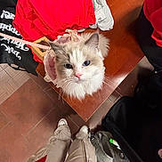 Mia is registered to the contest to win money with this photo: cat, fluffy_cat, blue_eyes, ragdoll_like, pet, leash, harness, bench, wooden_bench, tile_floor, backpack, shoes, person_legs, overhead_view, indoor, whiskers, fur, cute, portrait, red_jacket