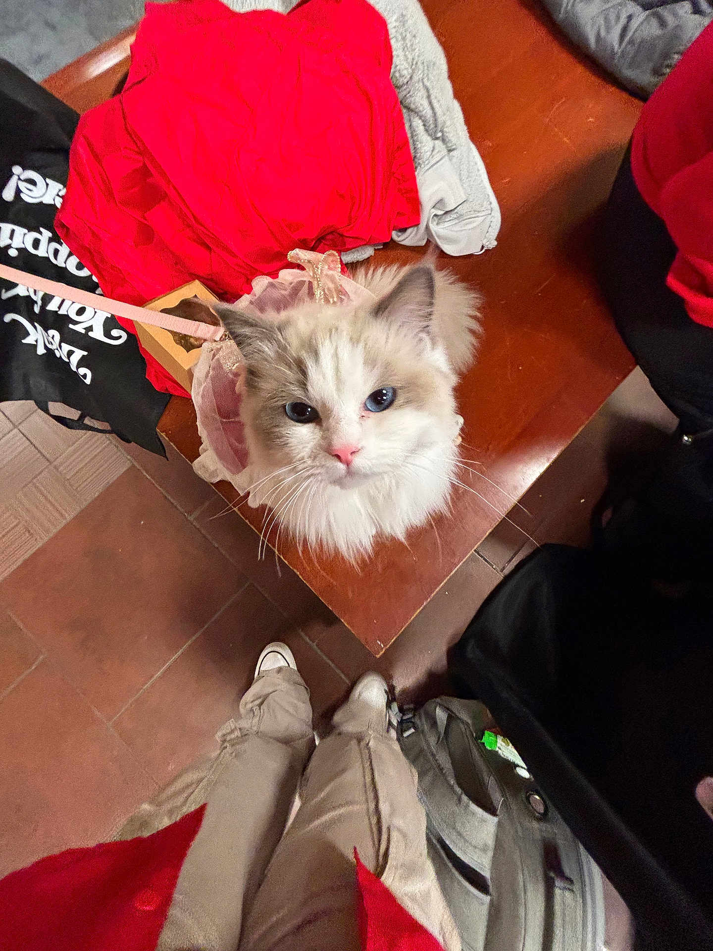 Mia is registered to the contest to win money with this photo: cat, fluffy_cat, blue_eyes, ragdoll_like, pet, leash, harness, bench, wooden_bench, tile_floor, backpack, shoes, person_legs, overhead_view, indoor, whiskers, fur, cute, portrait, red_jacket