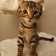 Willow joined the competition — help win amazing prizes! cat, kitten, tabby, pet, whiskers, fur, ears, paws, eyes, curious, indoor, portrait, sitting, feline, close_up, fluffy, looking_at_camera, cushion, soft, cute