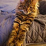 Willow is registered to the contest to win money with this photo: cat, tabby_cat, long_hair, pet, paws, whiskers, ears, fur, relaxed, sleepy, indoor, couch, blanket, quilt, portrait, close_up, brown, striped, mammal, fluffy