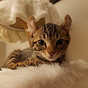 Rizzo joined the competition — help win amazing prizes! cat, kitten, tabby, pet, whiskers, fur, ears, big_eyes, cute, portrait, indoor, closeup, fluffy, bed, sleepy, paws, resting, nose, muzzle, domestic_animal