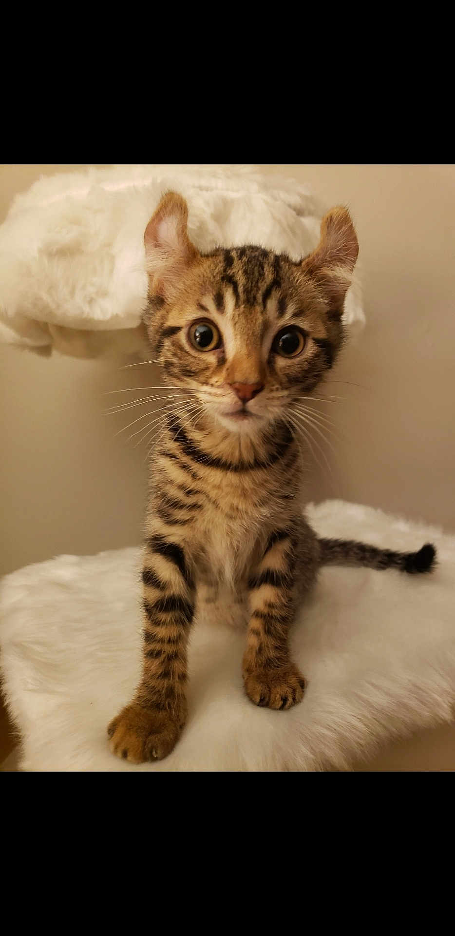Rizzo is registered to the contest to win money with this photo: cat, kitten, tabby, pet, whiskers, fur, ears, paws, eyes, curious, indoor, portrait, sitting, feline, close_up, fluffy, looking_at_camera, cushion, soft, cute