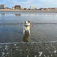 Luna a rejoint le concours — aidez-le/la à gagner de superbes lots ! dog, beach, water, stick, ocean, animal, pet, outdoor, sky, clouds, reflections, buildings, shoreline, summer, playful, canine, nature, daytime, coast, fun