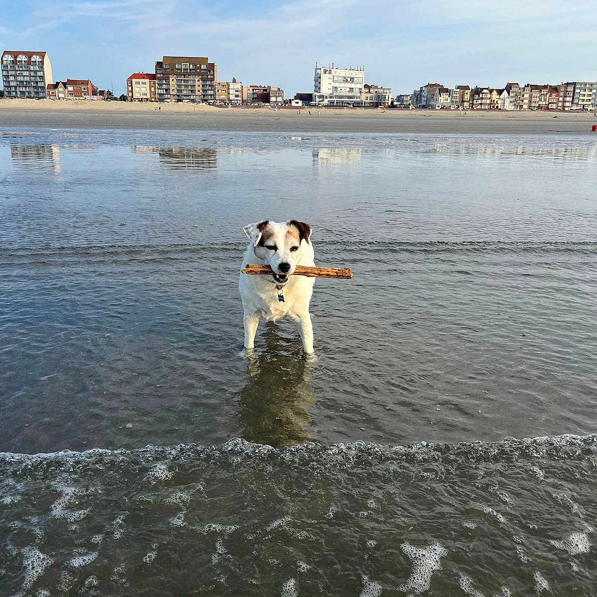 Luna a rejoint le concours — aidez-le/la à gagner de superbes lots ! animal, beach, buildings, canine, clouds, coast, daytime, dog, fun, nature, ocean, outdoor, pet, playful, reflections, shoreline, sky, stick, summer, water