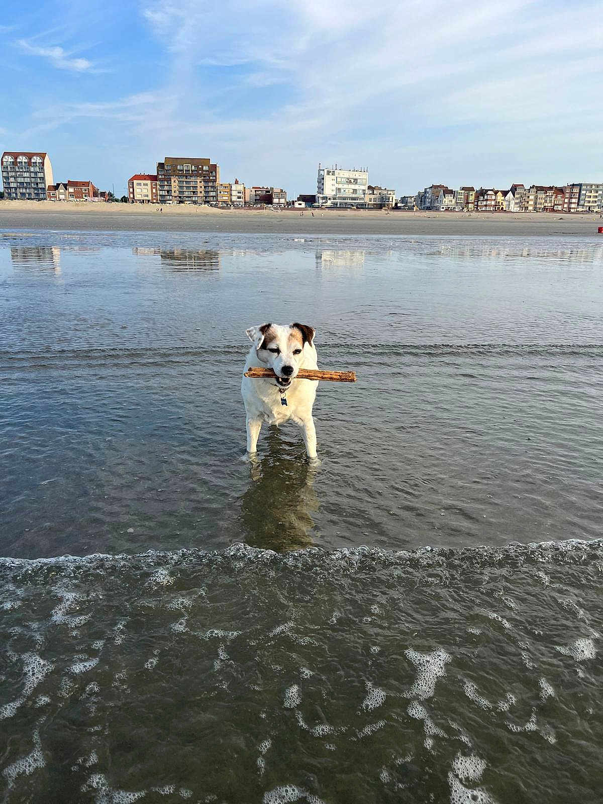 Luna a rejoint le concours — aidez-le/la à gagner de superbes lots ! dog, beach, water, stick, ocean, animal, pet, outdoor, sky, clouds, reflections, buildings, shoreline, summer, playful, canine, nature, daytime, coast, fun